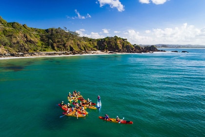 Byron Bay: Sea Kayak Tour with Dolphins and Turtles