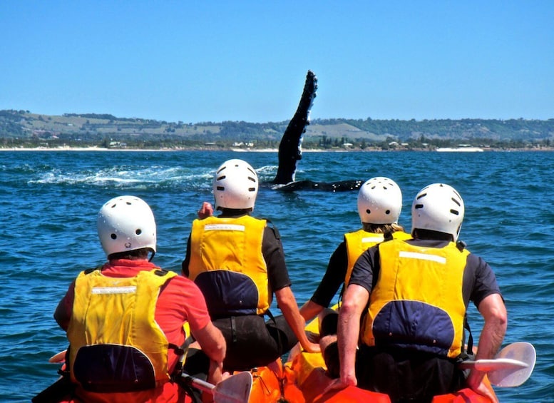 Picture 5 for Activity Byron Bay: Sea Kayak Tour with Dolphins and Turtles