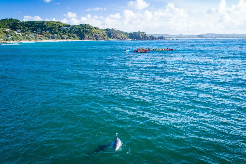 Picture 8 for Activity Byron Bay: Sea Kayak Tour with Dolphins and Turtles