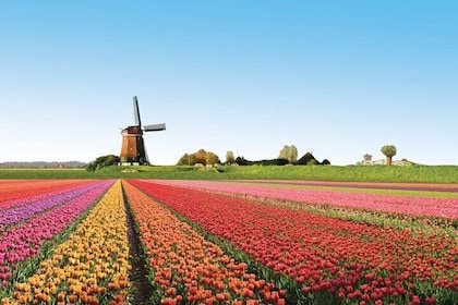 Hela dagen hoppa över kön Keukenhof och kanalkryssning från Amsterdam