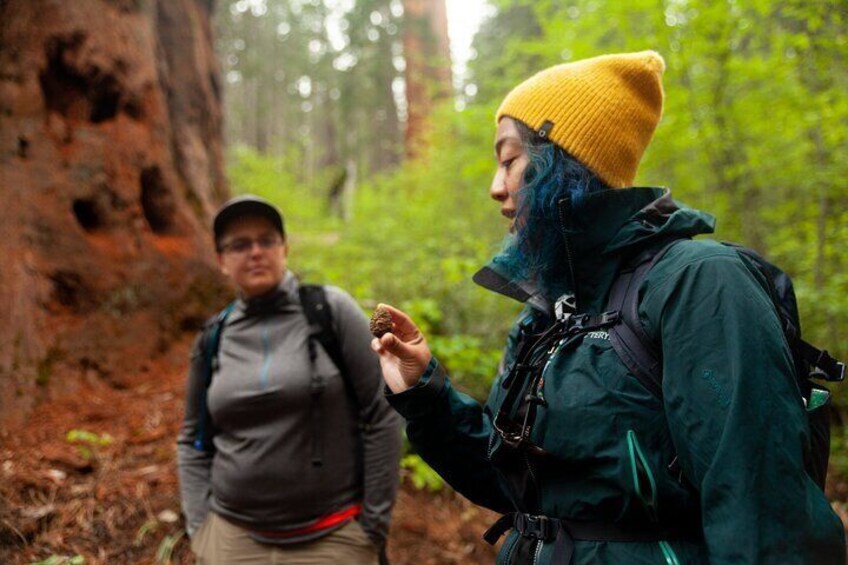 Full-Day Hiking Tour of Yosemite High Country and Mariposa Grove