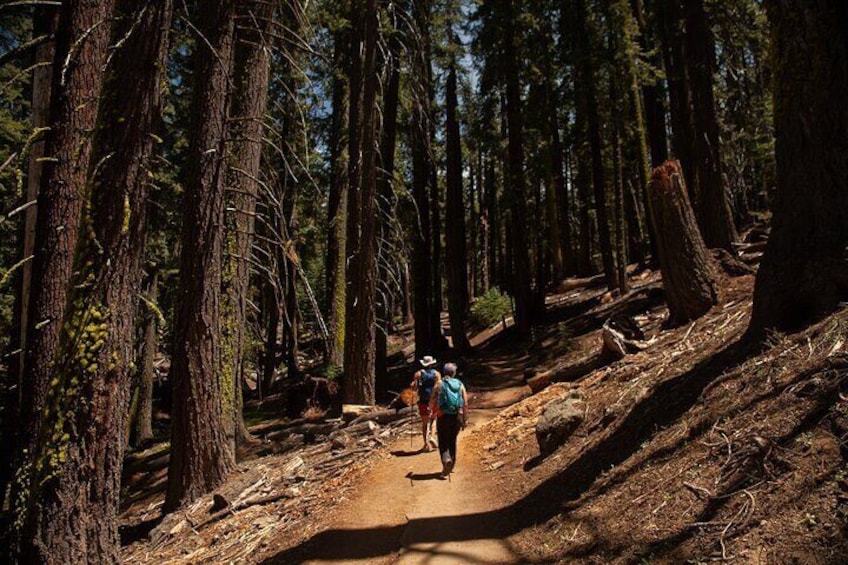 Full-Day Hiking Tour of Yosemite High Country and Mariposa Grove