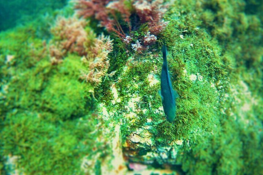 Guided snorkeling route in the Strait Natural Park