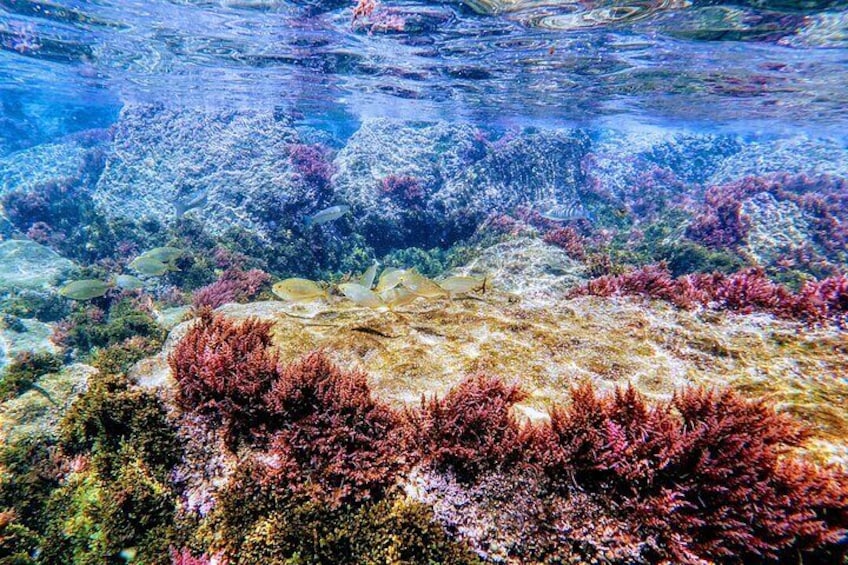 Guided snorkeling route in the Strait Natural Park