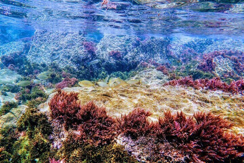 Guided snorkeling route in the Strait Natural Park