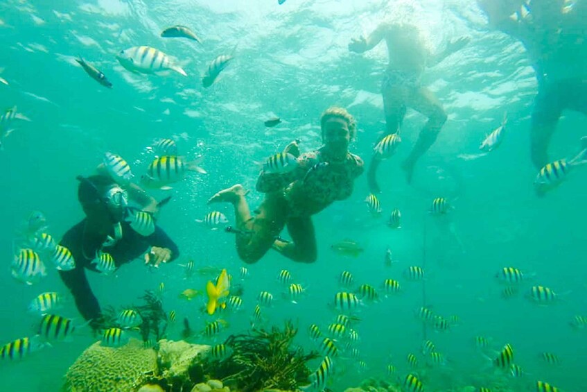 Picture 14 for Activity Cartagena: Snorkel, Mangroves and Playa Blanca Tour