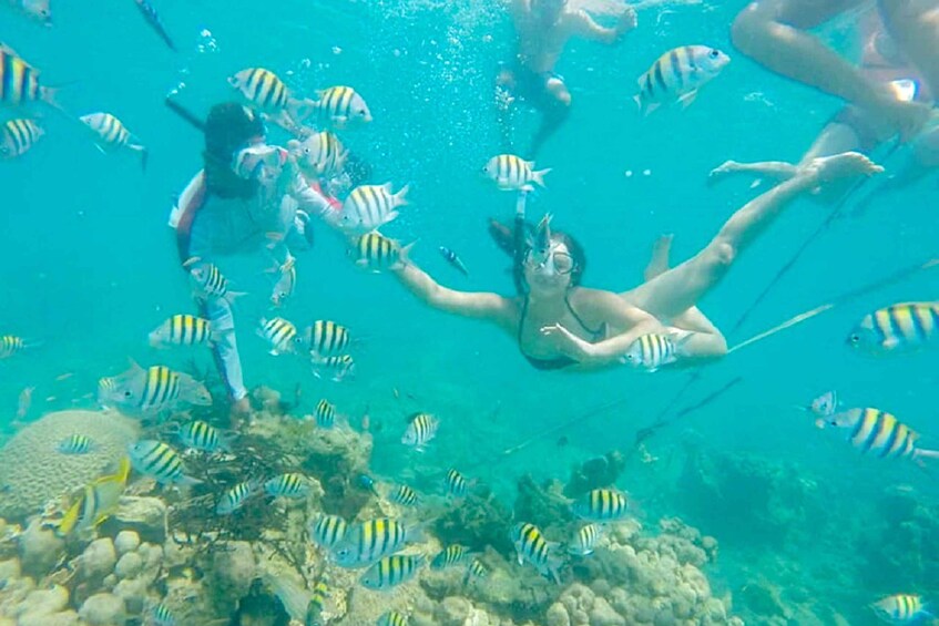 Picture 16 for Activity Cartagena: Snorkel, Mangroves and Playa Blanca Tour