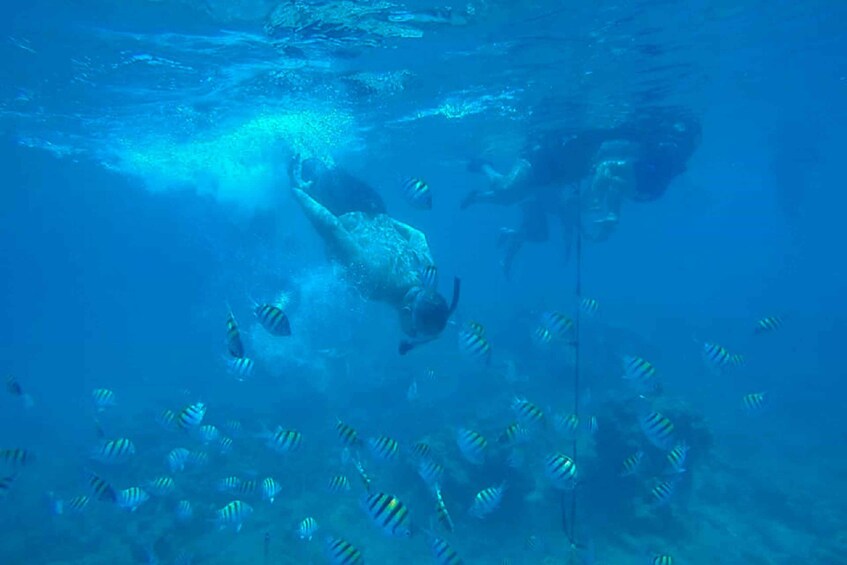 Picture 12 for Activity Cartagena: Snorkel, Mangroves and Playa Blanca Tour