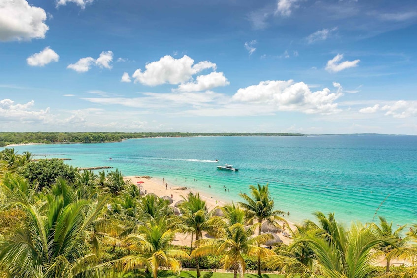 Picture 2 for Activity Cartagena: Snorkel, Mangroves and Playa Blanca Tour
