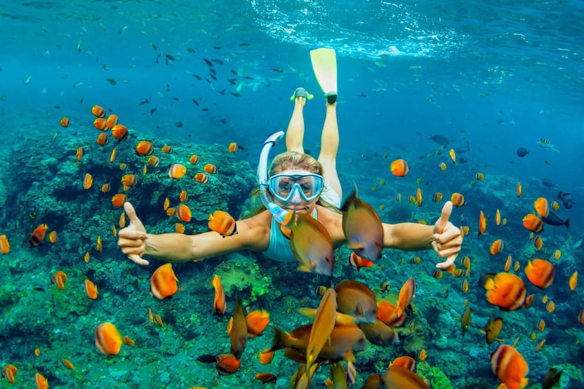 Picture 4 for Activity Cartagena: Snorkel, Mangroves and Playa Blanca Tour