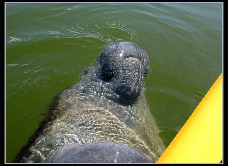 Picture 1 for Activity Everglades National Park 3-Hour Kayak Eco Tour