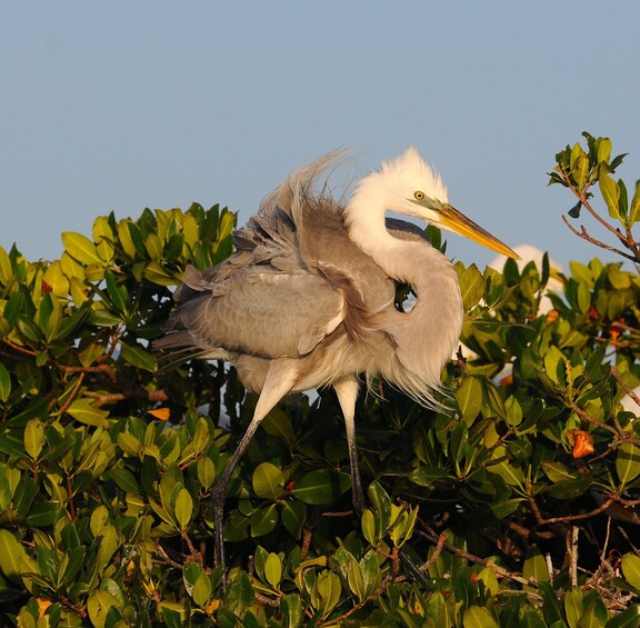 Picture 3 for Activity Everglades National Park 3-Hour Kayak Eco Tour