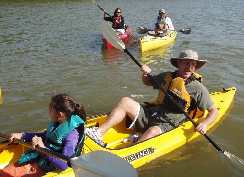 Everglades National Park 3-Hour Kayak Eco Tour