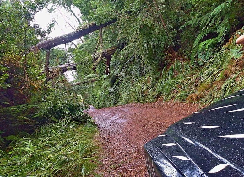 Picture 3 for Activity From Funchal: Full-Day Jeep Safari Tour