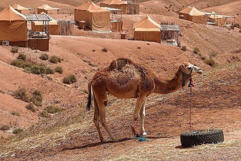 Marrakech Desert Tour & Sunset Camel Ride with Dinner Show 