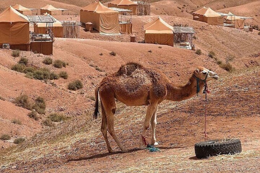 Marrakech Desert Tour & Sunset Camel Ride with Dinner Show