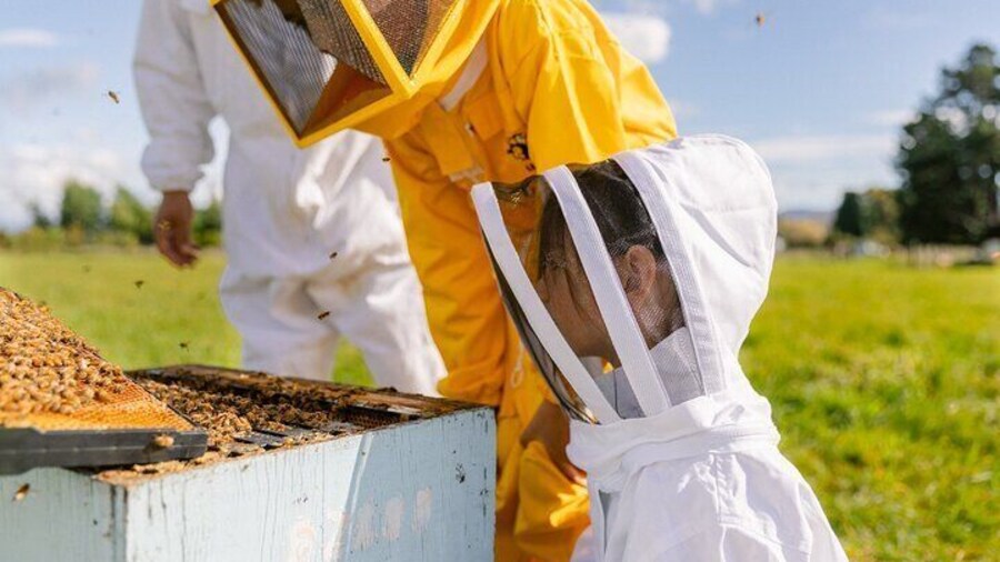 Small-Group Beekeeping Experience in Tauherenikau