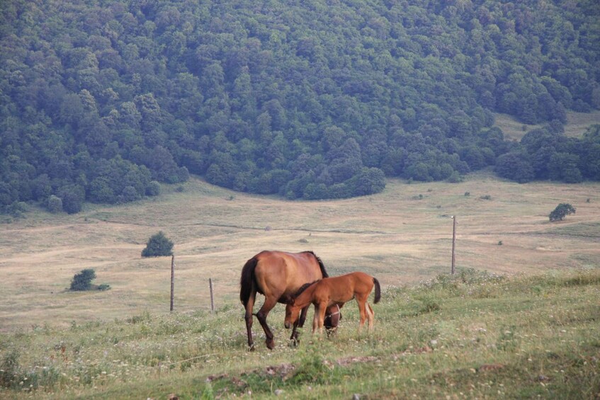 Picture 1 for Activity Yerevan: 1-day Horseback Riding in the Lush Region of Lori