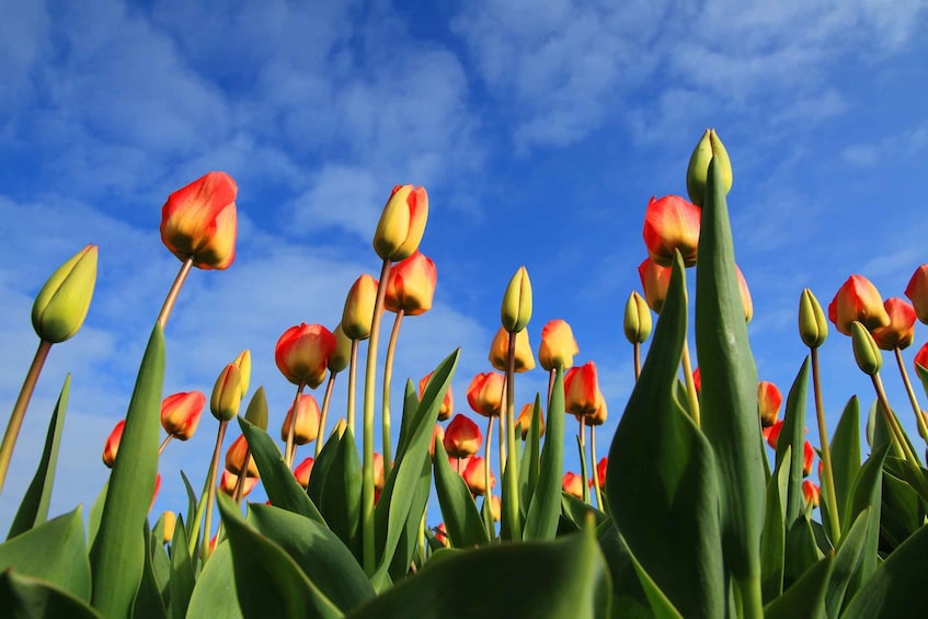 Picture 2 for Activity Warmond: Windmill Cruise and Keukenhof Entry Ticket