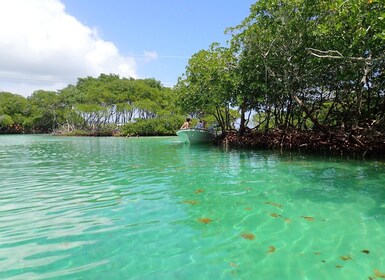 Monkey, Sloths, Mangrove Tunnel & Snorkeling Tour