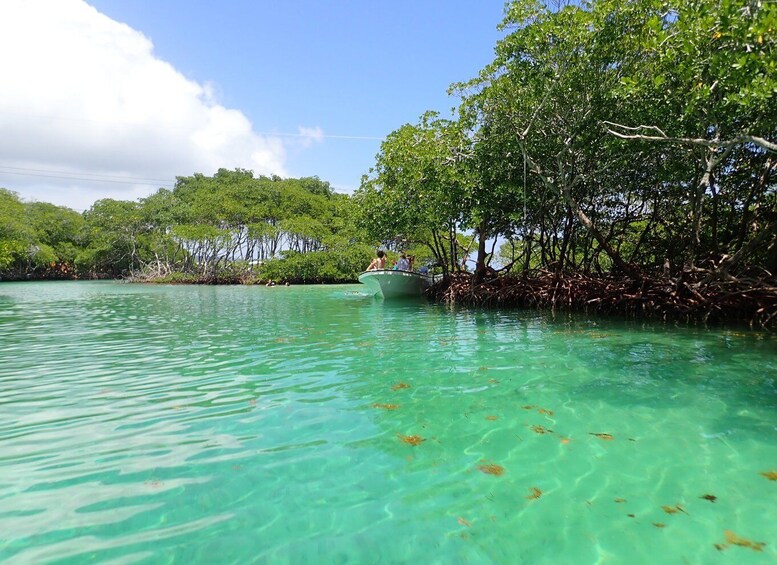 Monkey, Sloths, Mangrove Tunnel & Snorkeling Tour