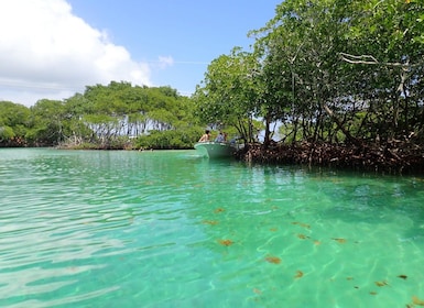 Roatan: Mangrove Tunnel Tour with Snorkeling