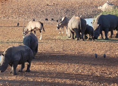 Namibias Best 4 Day Etosha Safari Private Guide Tour