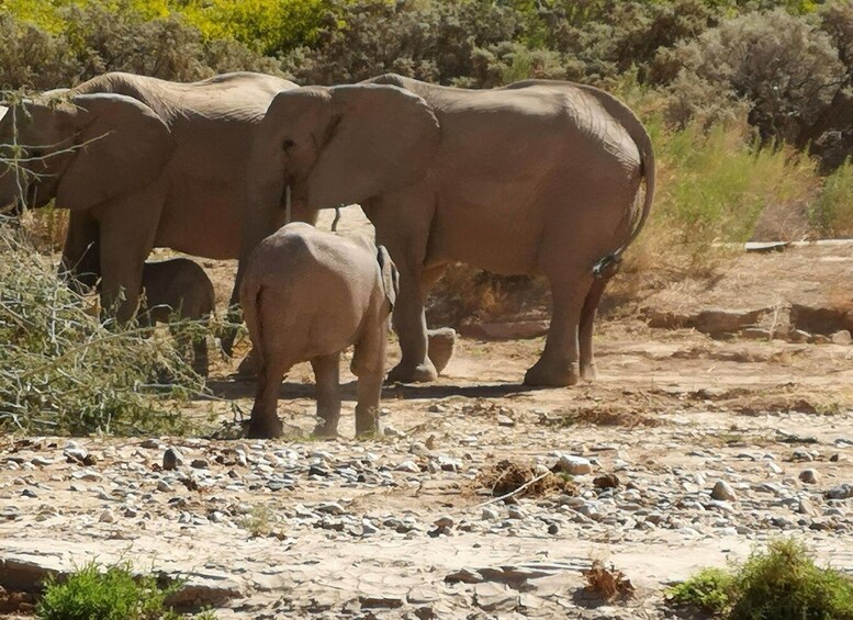 Picture 1 for Activity Namibias Best 4 Day Etosha Safari Private Guide Tour