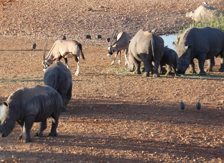 Namibias Best 4 Day Etosha Safari Private Guide Tour