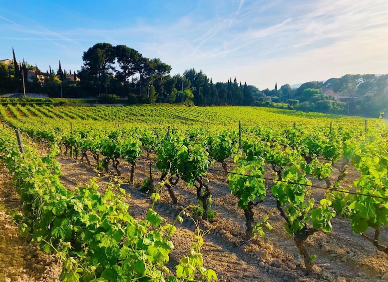 Picture 15 for Activity From Nice: Saint-Tropez and Port Grimaud Full-Day Tour
