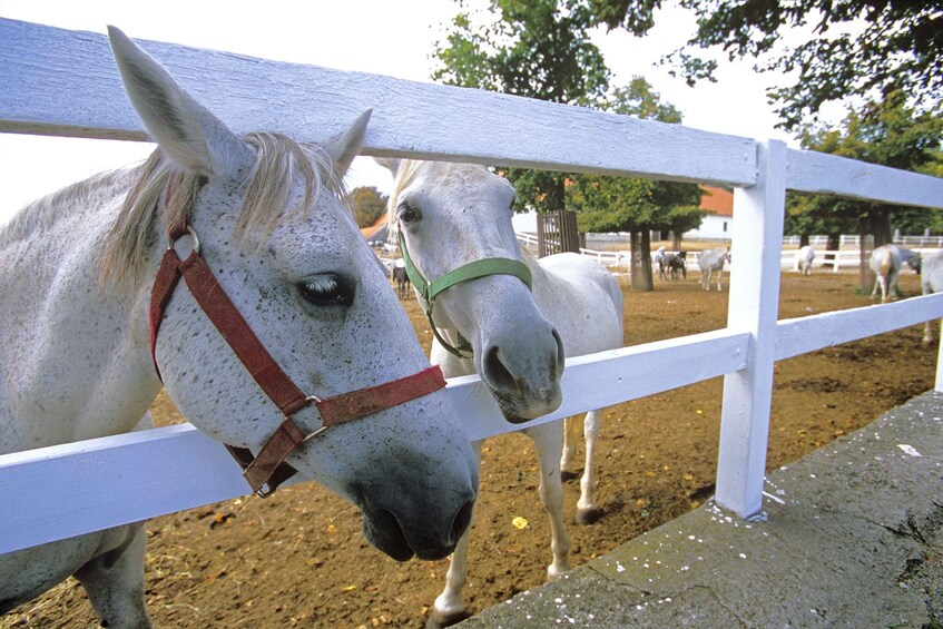 Picture 4 for Activity From Ljubljana: Lipica Stud Farm and Piran Full-Day Tour