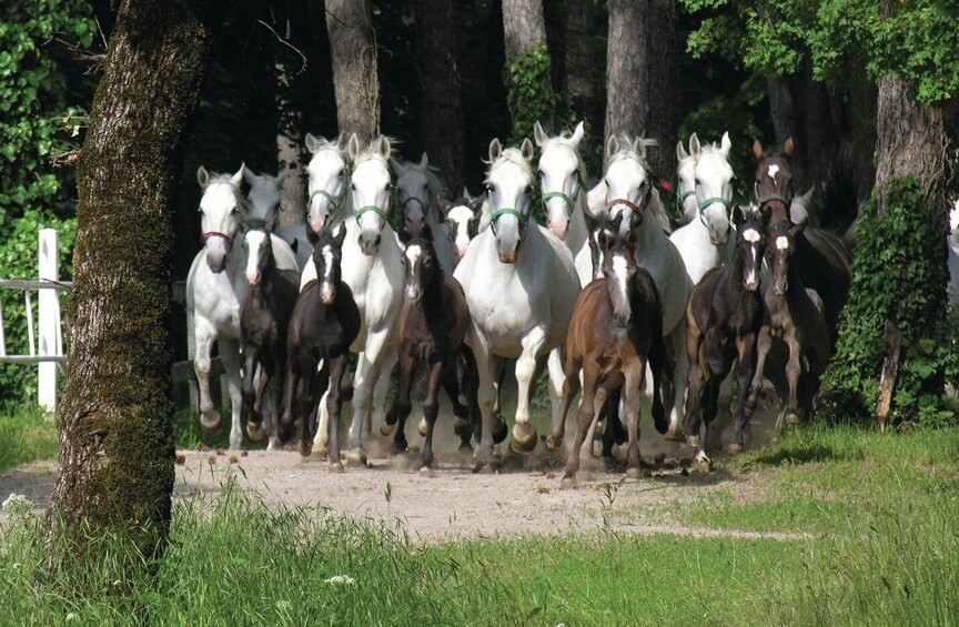 Picture 6 for Activity From Ljubljana: Lipica Stud Farm and Piran Full-Day Tour