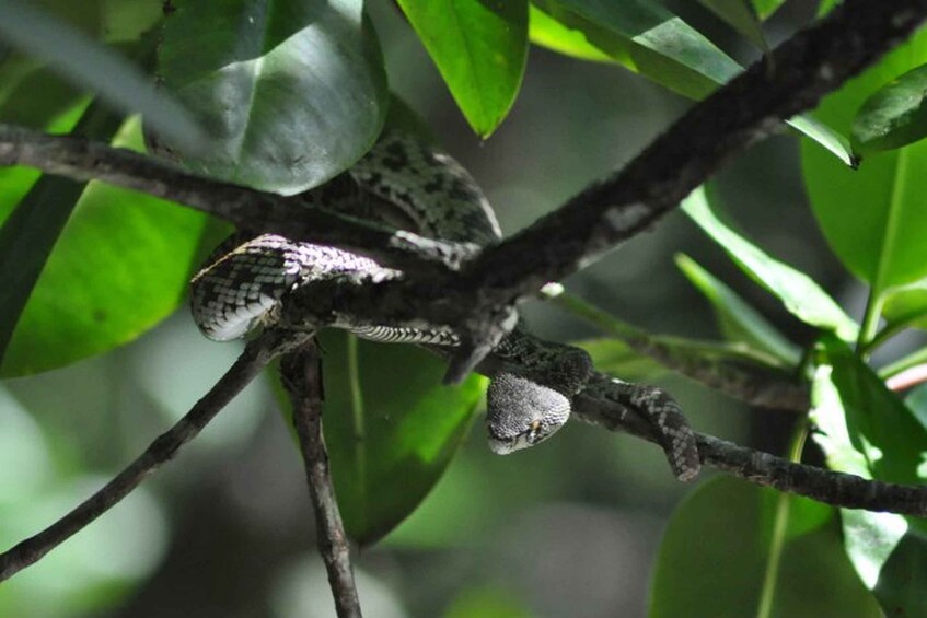 Picture 10 for Activity Langkawi: Full-Day Mangrove Safari Boat Tour with Lunch