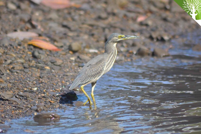 Picture 18 for Activity Langkawi: Full-Day Mangrove Safari Boat Tour with Lunch