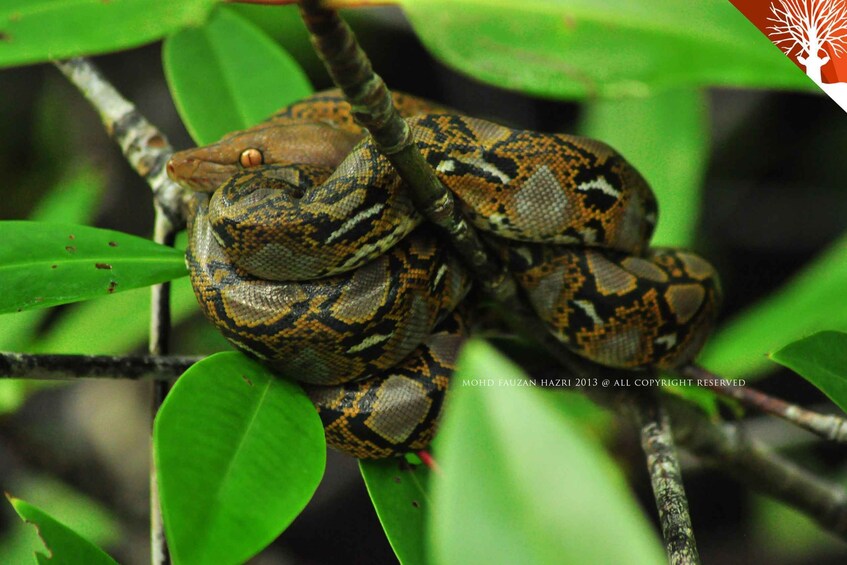 Picture 13 for Activity Langkawi: Full-Day Mangrove Safari Boat Tour with Lunch