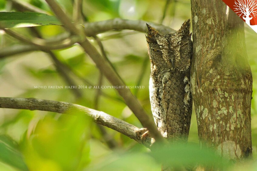 Picture 15 for Activity Langkawi: Full-Day Mangrove Safari Boat Tour with Lunch