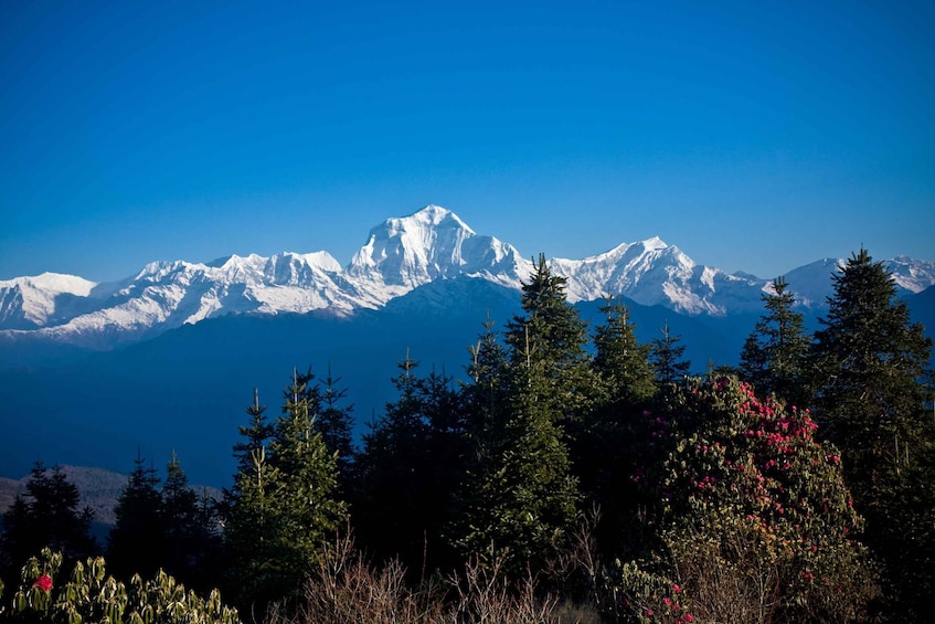 Picture 4 for Activity From Pokhara: 4-Day Ghorepani and Poon Hill Trek