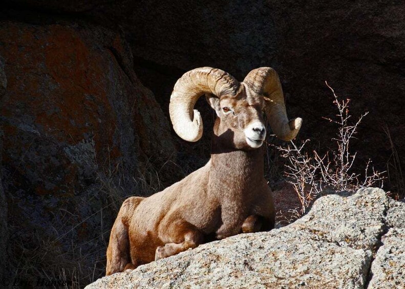 Picture 6 for Activity Estes Park: Rocky Mountain National Park Safari Tour