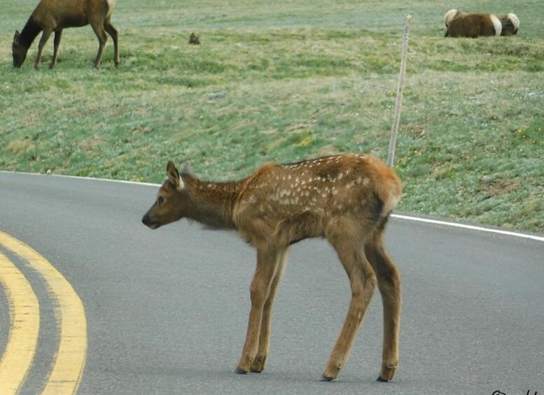 Picture 5 for Activity Estes Park: Rocky Mountain National Park Safari Tour