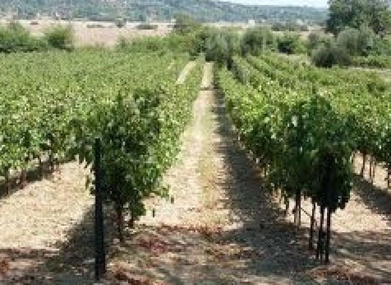 Picture 2 for Activity Private Corfu Full-Day Wine Tasting Shore Excursion