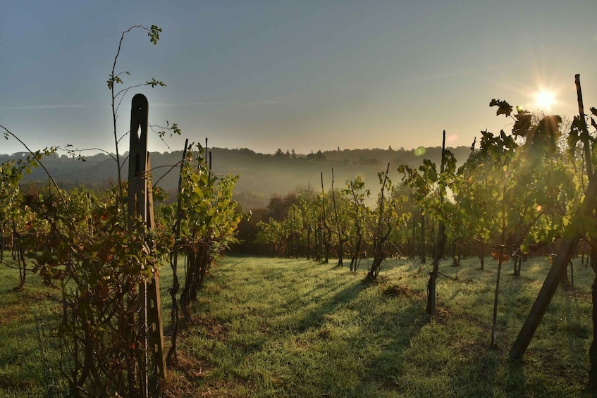 Picture 7 for Activity Valpolicella: 1.5-Hour Guided Winery Tour with Wine Tasting