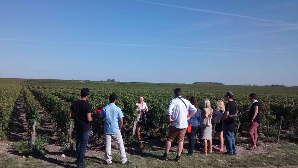 Picture 26 for Activity From Bordeaux: Private Wine Tour in Medoc