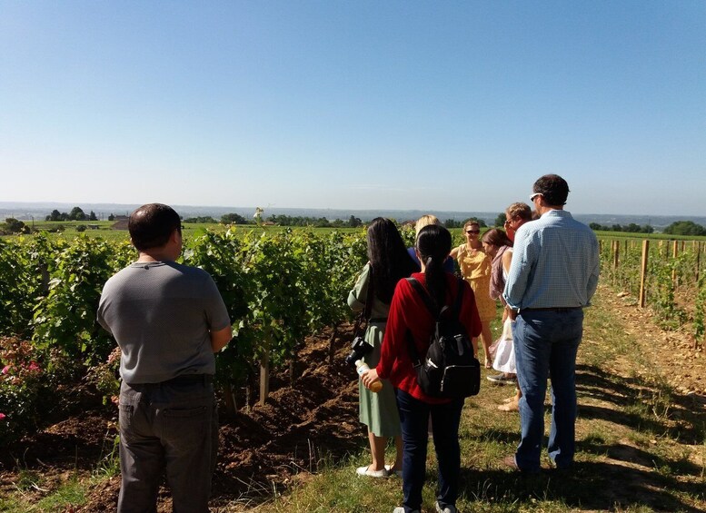 Picture 2 for Activity From Bordeaux: Saint-Emilion wine tour half-day