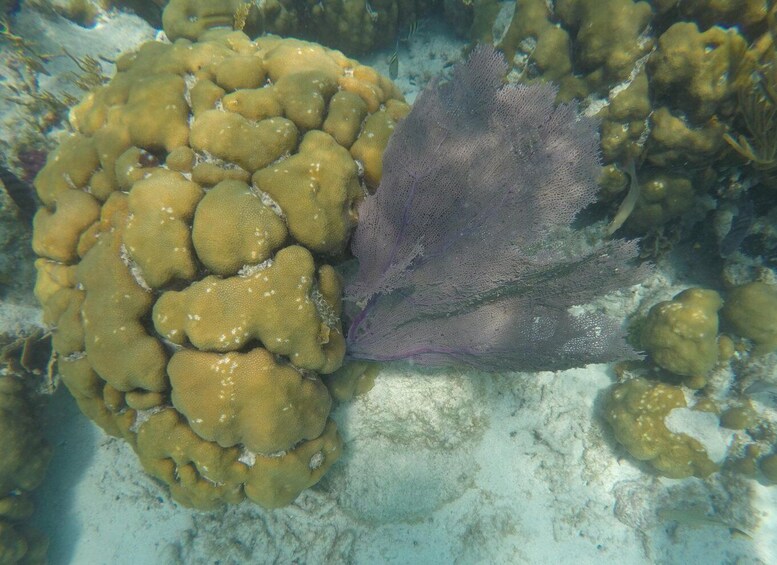 Picture 9 for Activity Caye Caulker: 7-Stop Snorkeling in the Belize Barrier Reef