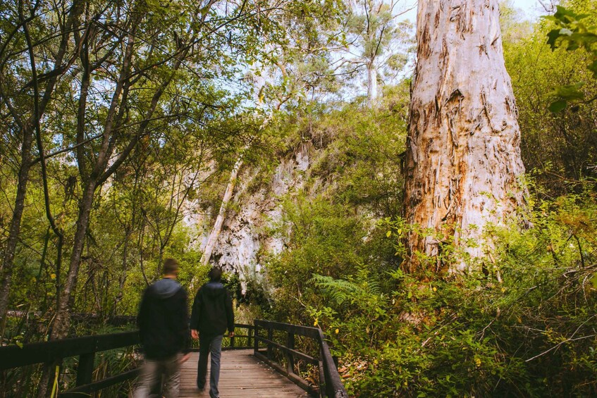 Picture 5 for Activity Margaret River: Self-Guided Audio Tour of Mammoth Cave