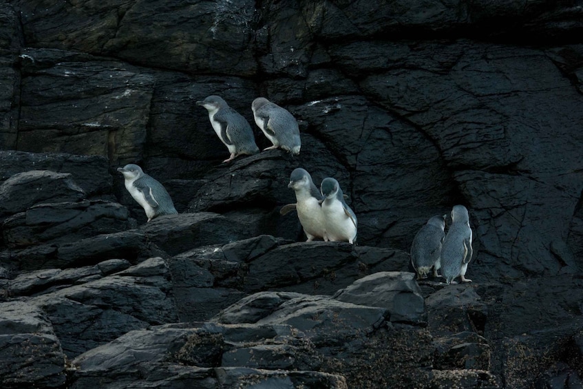 Picture 10 for Activity Akaroa: Pohatu Little Penguins 3-Hour Evening Experience