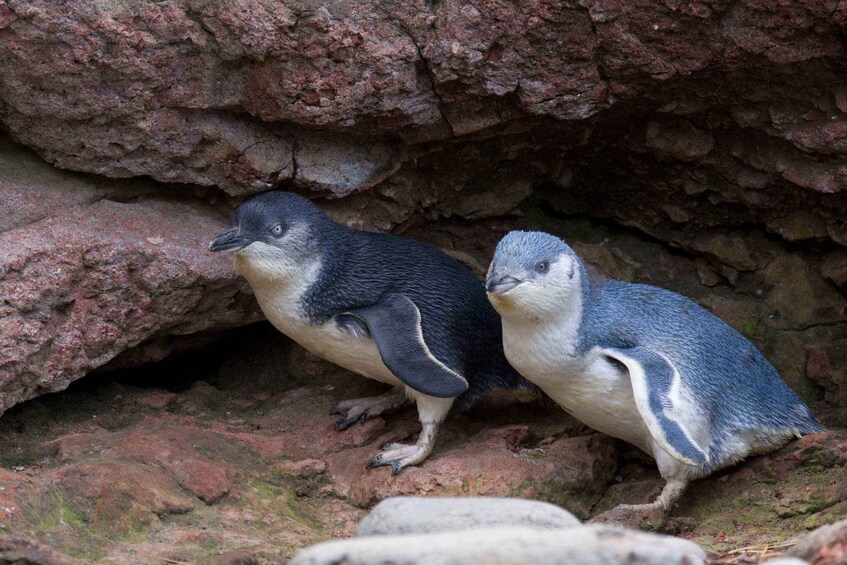 Picture 1 for Activity Akaroa: Pohatu Little Penguins 3-Hour Evening Experience