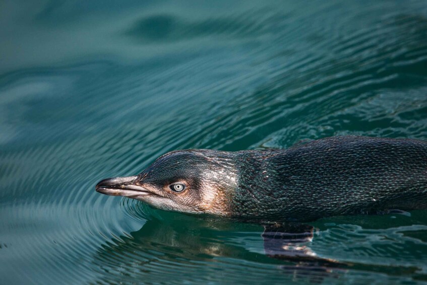 Picture 3 for Activity Akaroa: Pohatu Little Penguins 3-Hour Evening Experience