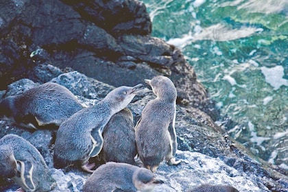 Akaroa: Pohatu Little Penguins 3-Hour Evening Experience