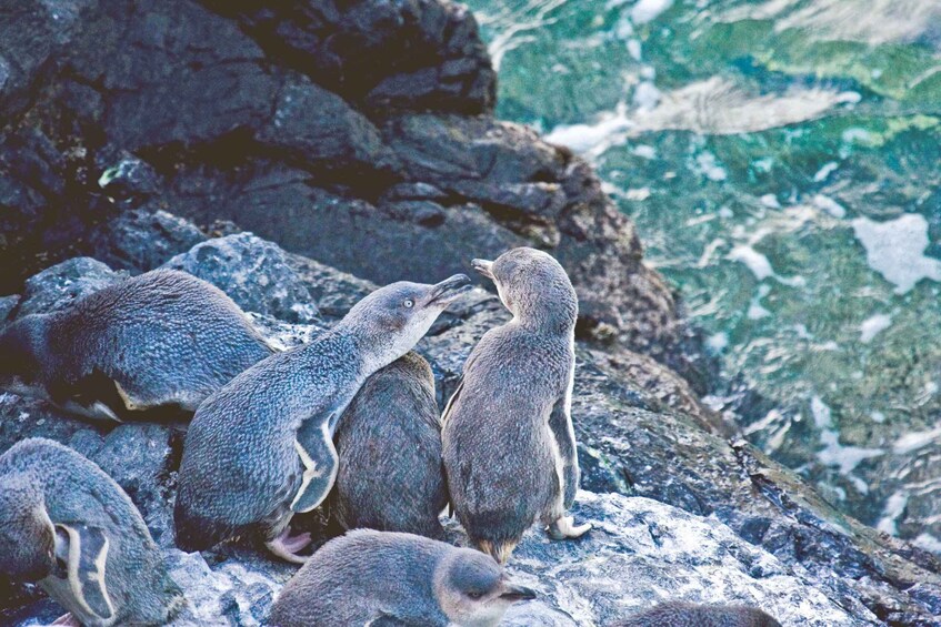 Akaroa: Pohatu Little Penguins 3-Hour Evening Experience